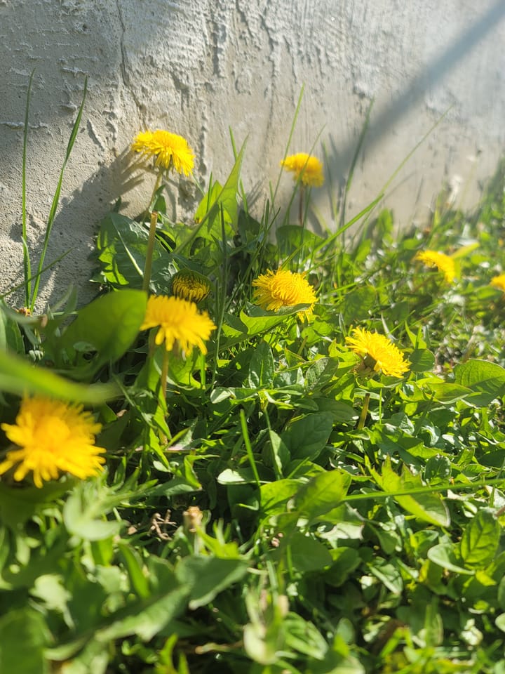 Plant Spotlight #1: Dandelion